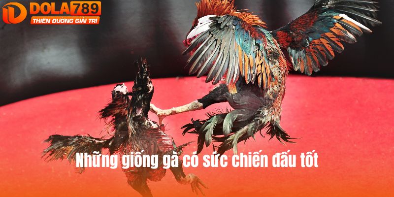 Những giống gà có sức chiến đấu tốt được lựa chọn