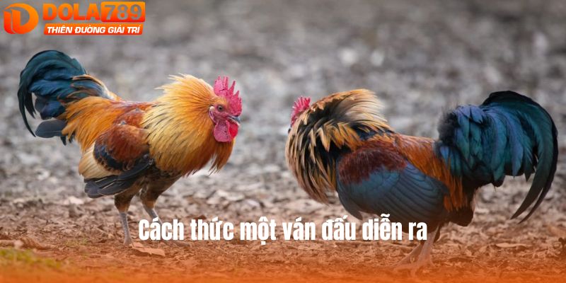 Cách thức một ván đấu diễn ra