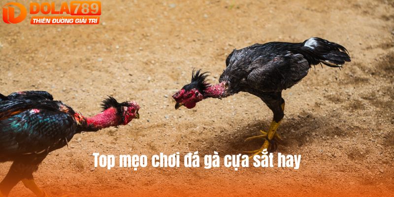 Top mẹo chơi đá gà cựa sắt hay