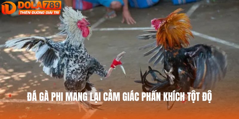 Đá gà Phi mang lại cảm giác phấn khích tột độ