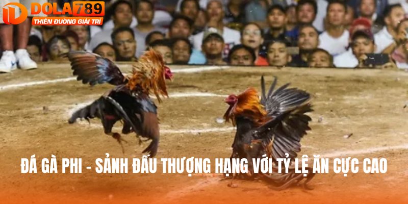đá gà phi