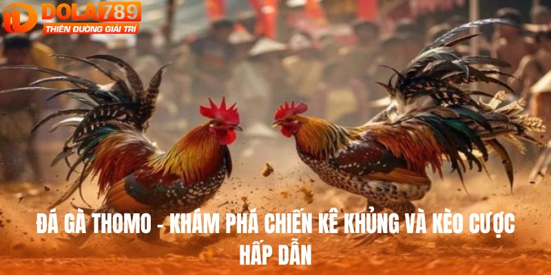 đá gà thomo