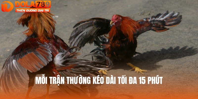 Mỗi trận thường kéo dài tối đa 15 phút