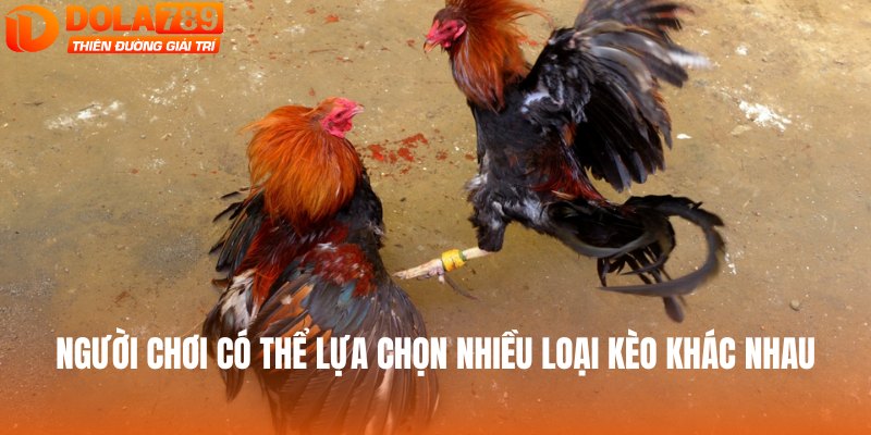 Người chơi có thể lựa chọn nhiều loại kèo khác nhau