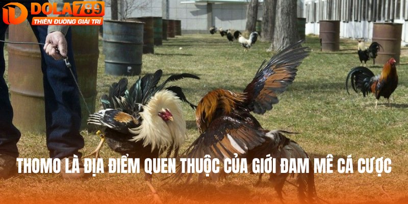 Thomo là địa điểm quen thuộc của giới đam mê cá cược